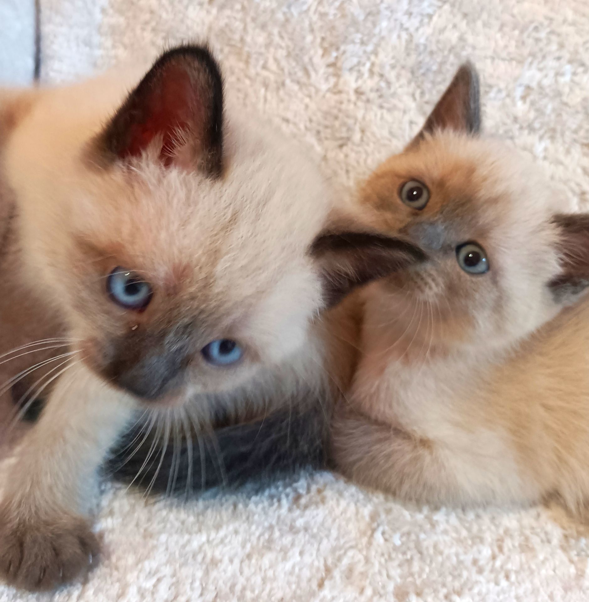 Продажа сиамских котят