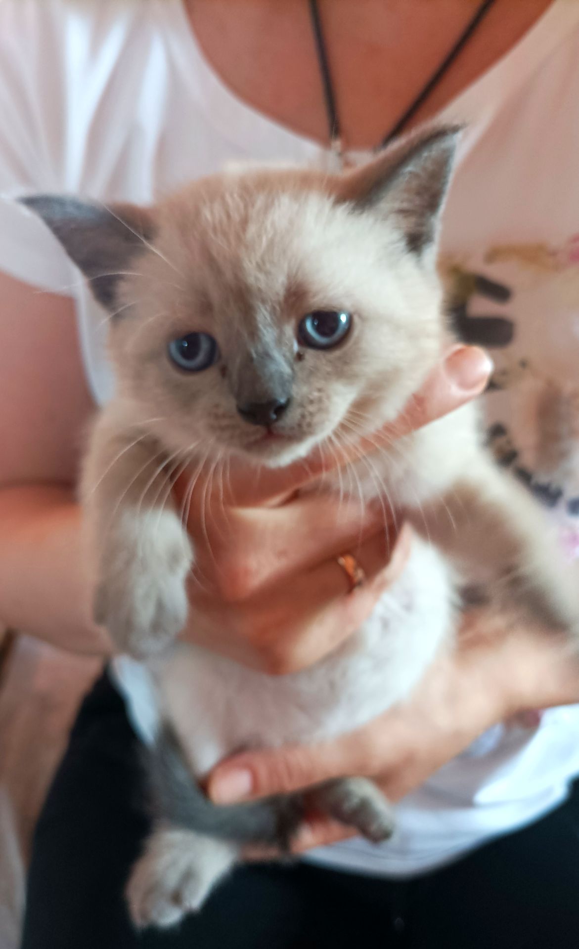 Продажа сиамских котят