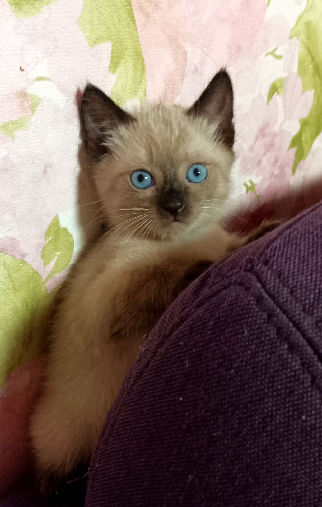 Продажа сиамских котят