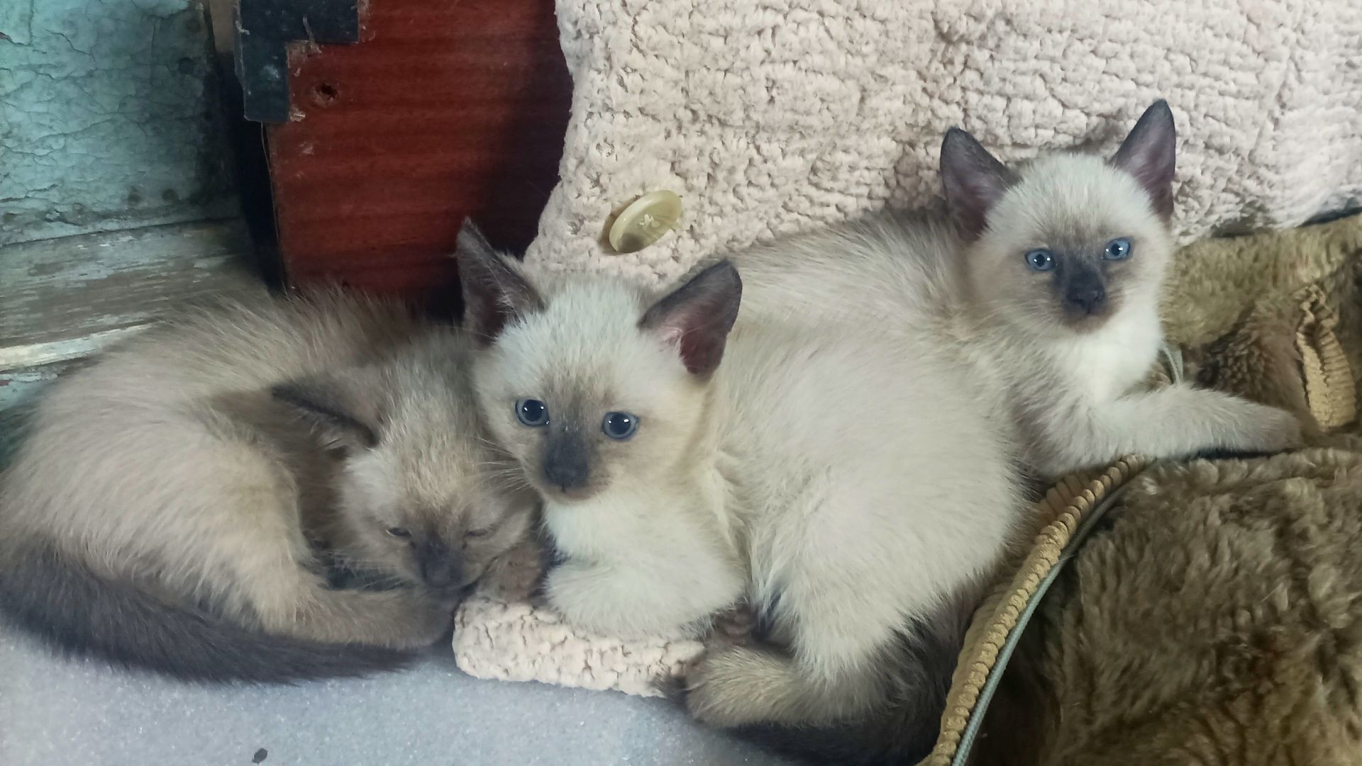 Продажа сиамских котят