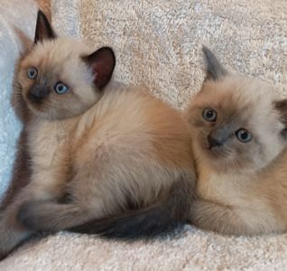 Продажа сиамских котят