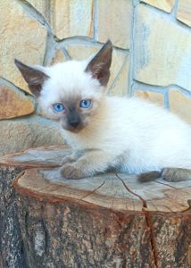 Продажа сиамских котят