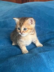 Золотая шиншила девочка