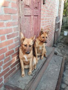Цуценята німецької вівчарки