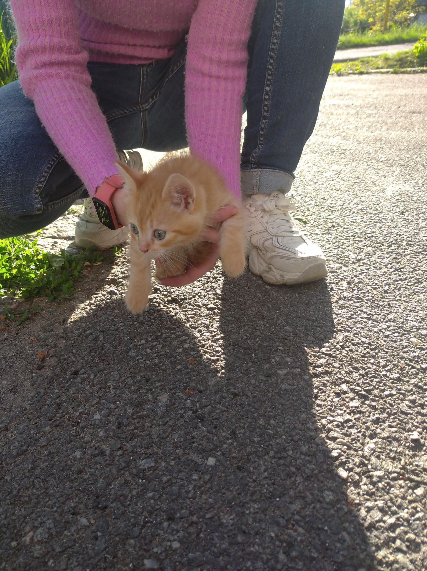 Віддам кошенят