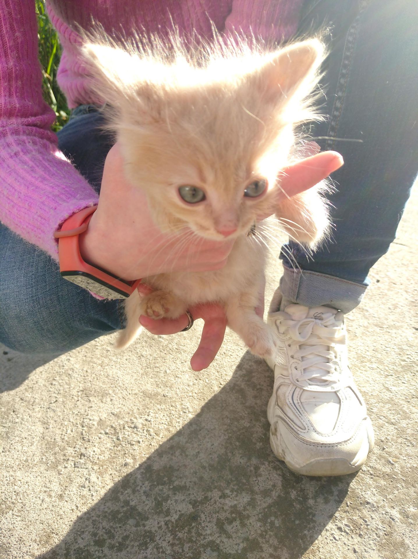 Віддам кошенят