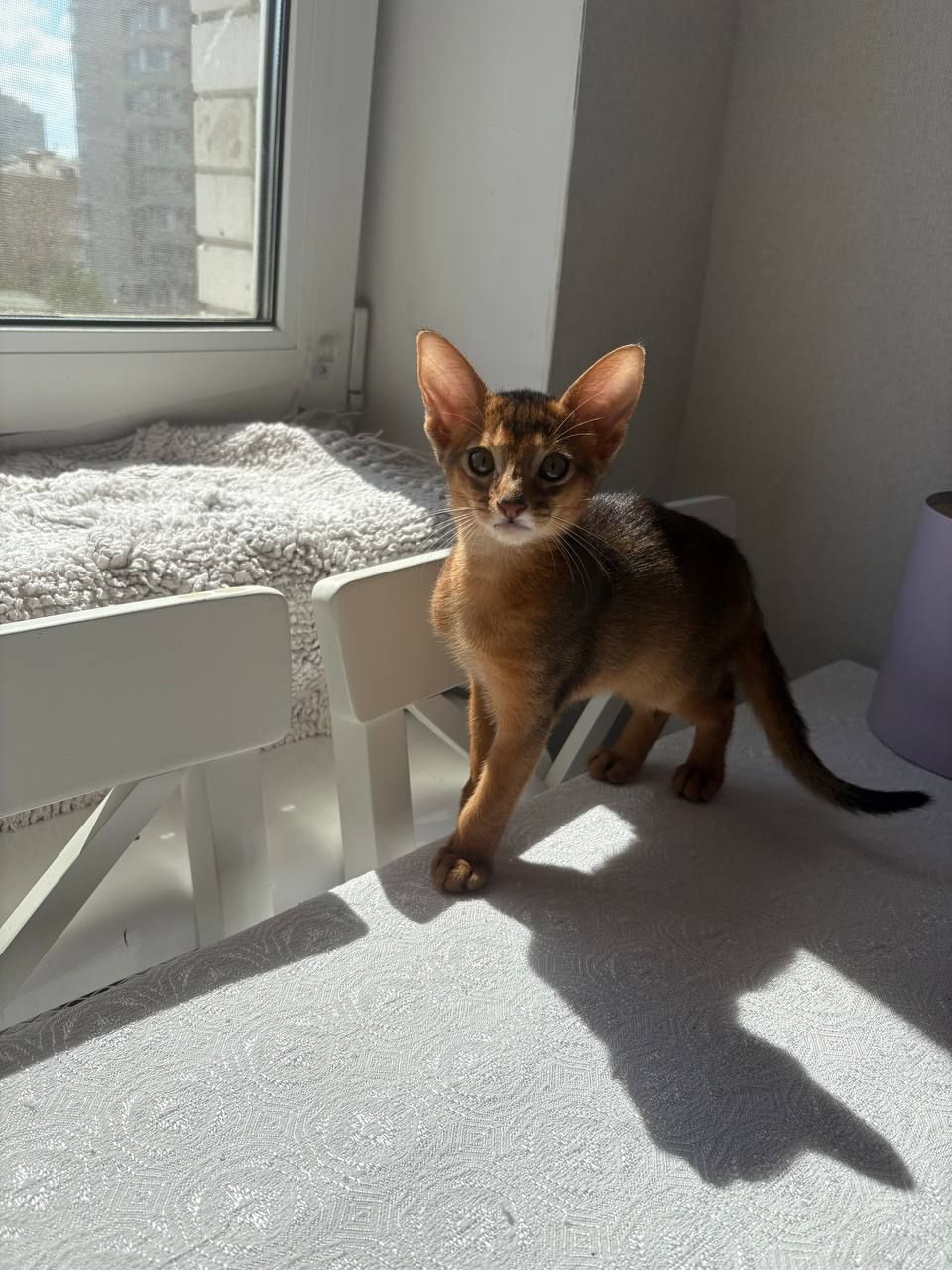 🐾 Продається кошеня абіссинської породи 🐾