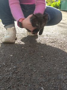 Віддам кошенят