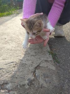 Віддам кошенят