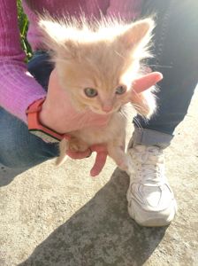 Віддам кошенят