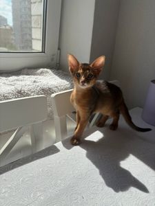 🐾 Продається кошеня абіссинської породи 🐾