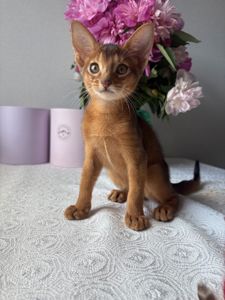 🐾 Продається кошеня абіссинської породи 🐾