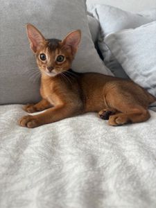 🐾 Продається кошеня абіссинської породи 🐾