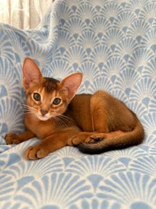 🐾 Продається кошеня абіссинської породи 🐾