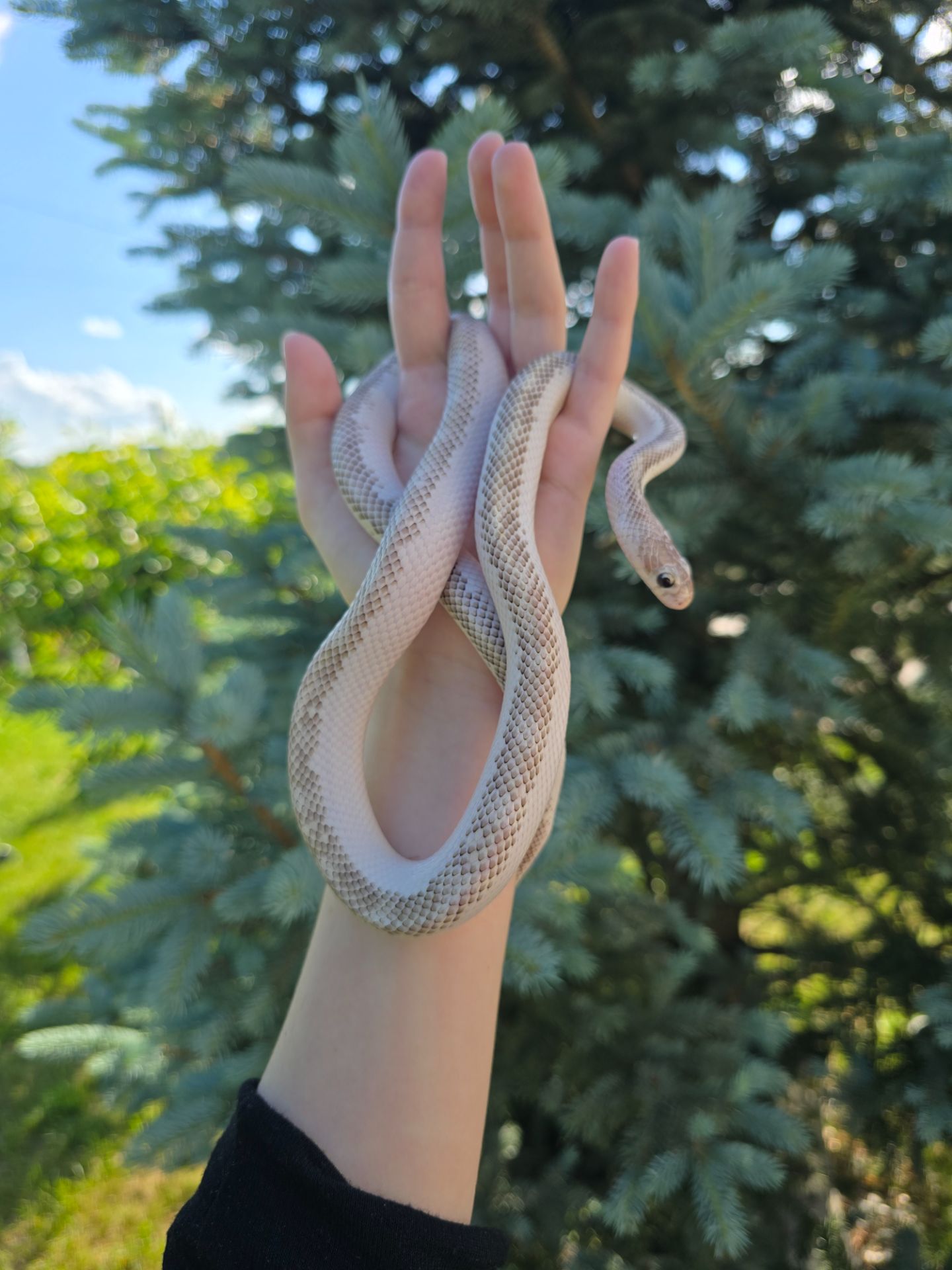 Полоз морфи hypo white sided