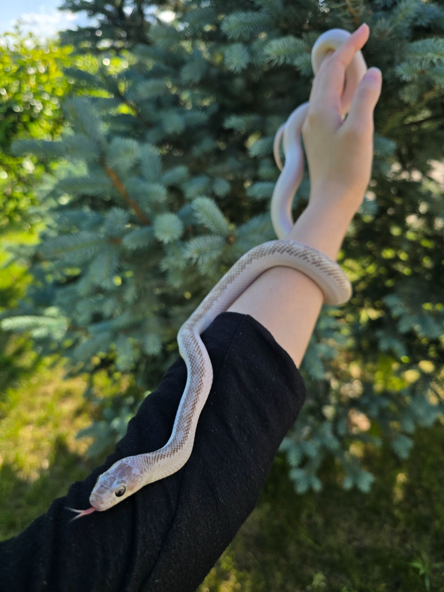 Полоз морфи hypo white sided