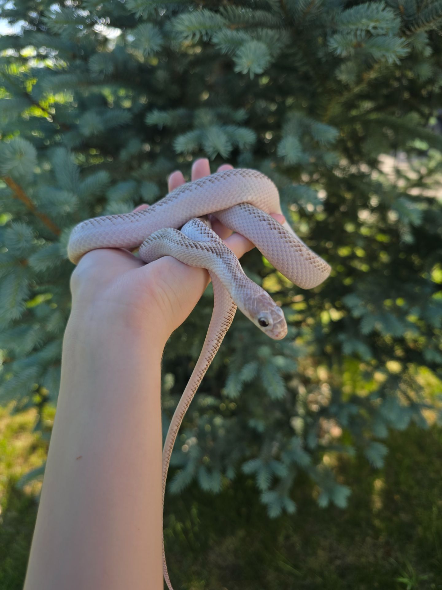 Полоз морфи hypo white sided