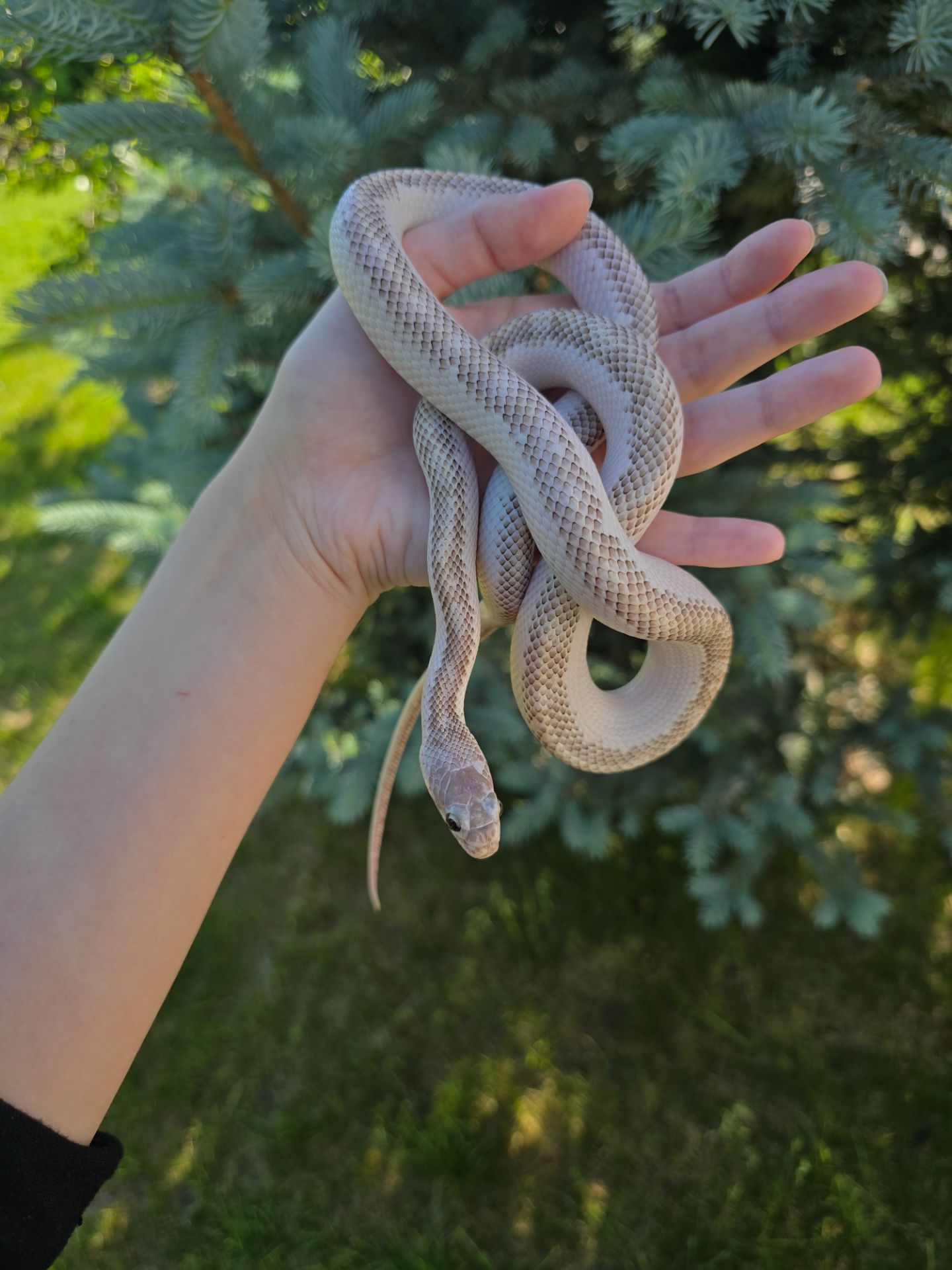 Полоз морфи hypo white sided
