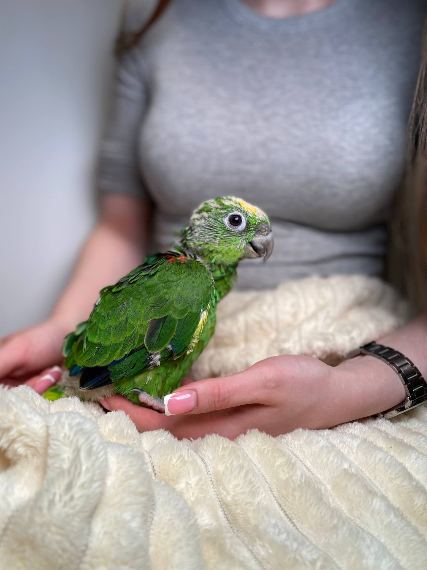 Ручний розмовляючий амазон, жовтолобий амазон, суринамський амазон, розумний папуга, зелений папуга