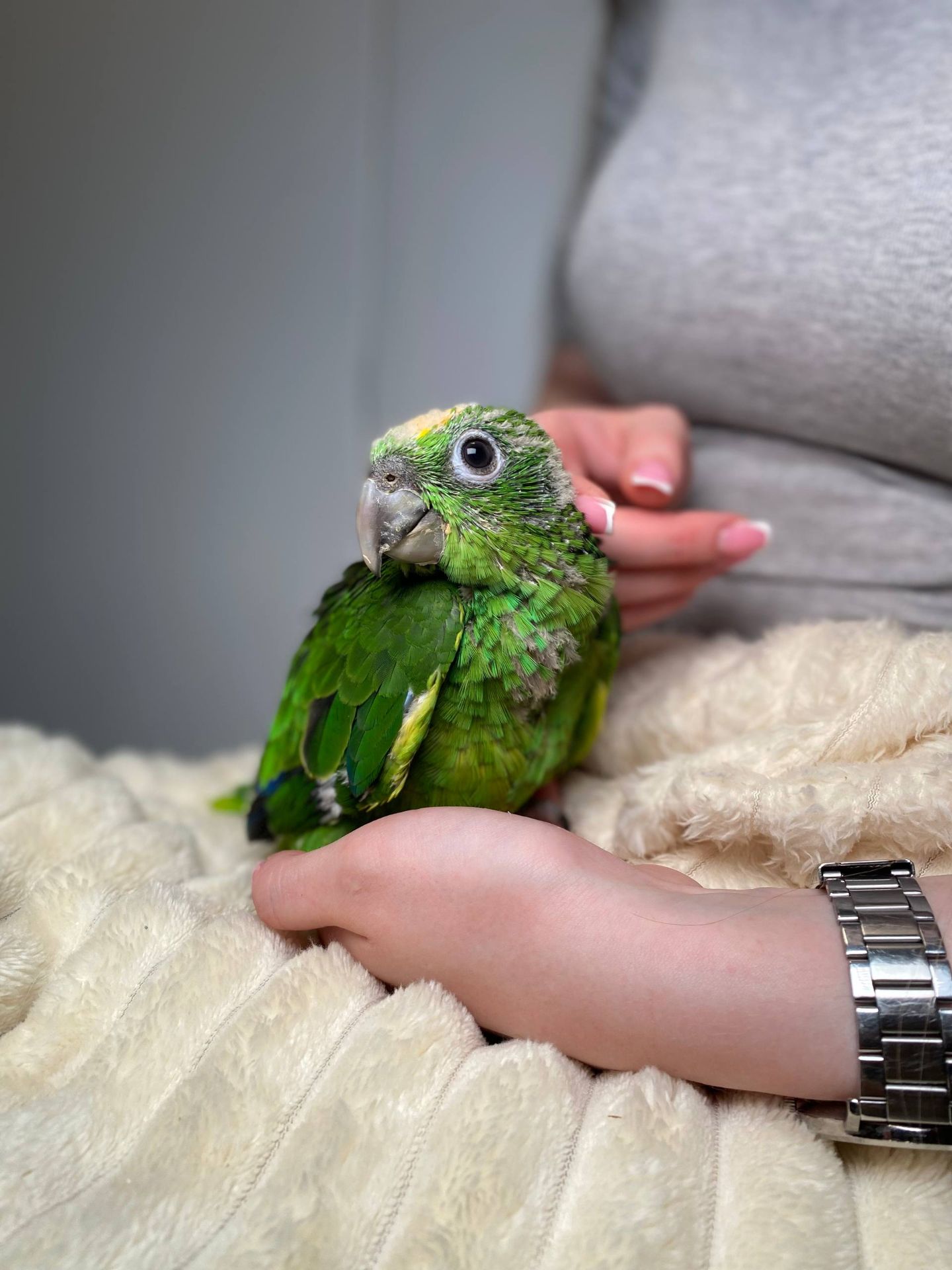 Ручний розмовляючий амазон, жовтолобий амазон, суринамський амазон, розумний папуга, зелений папуга