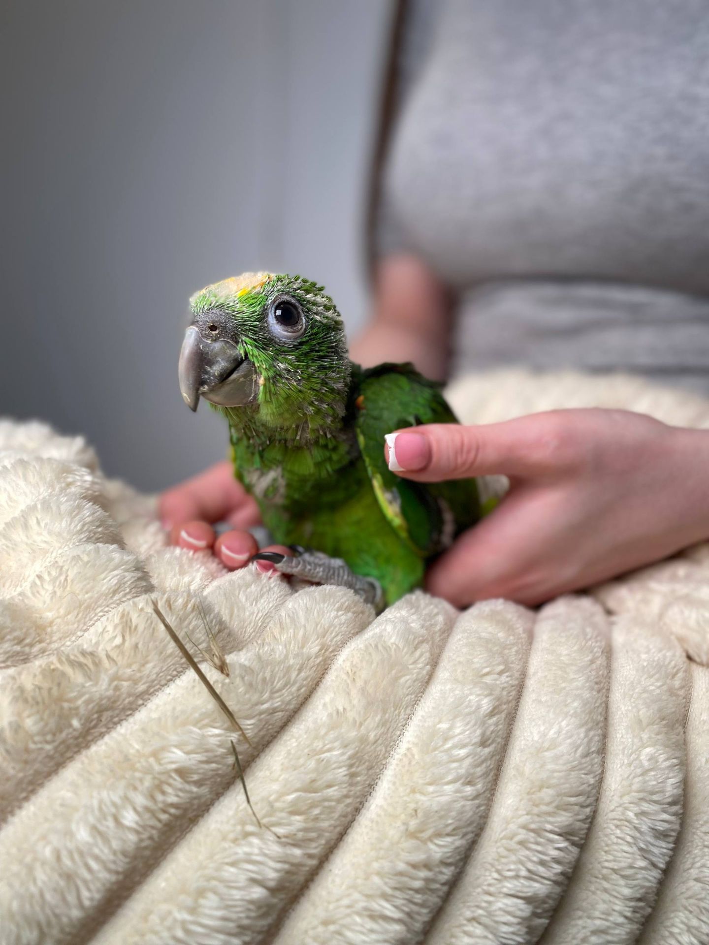 Ручний розмовляючий амазон, жовтолобий амазон, суринамський амазон, розумний папуга, зелений папуга
