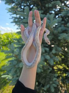 Полоз морфи hypo white sided