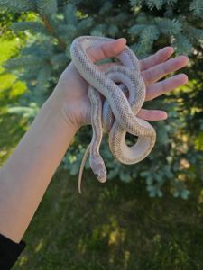 Полоз морфи hypo white sided