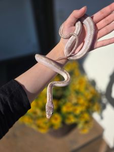 Полоз морфи hypo white sided