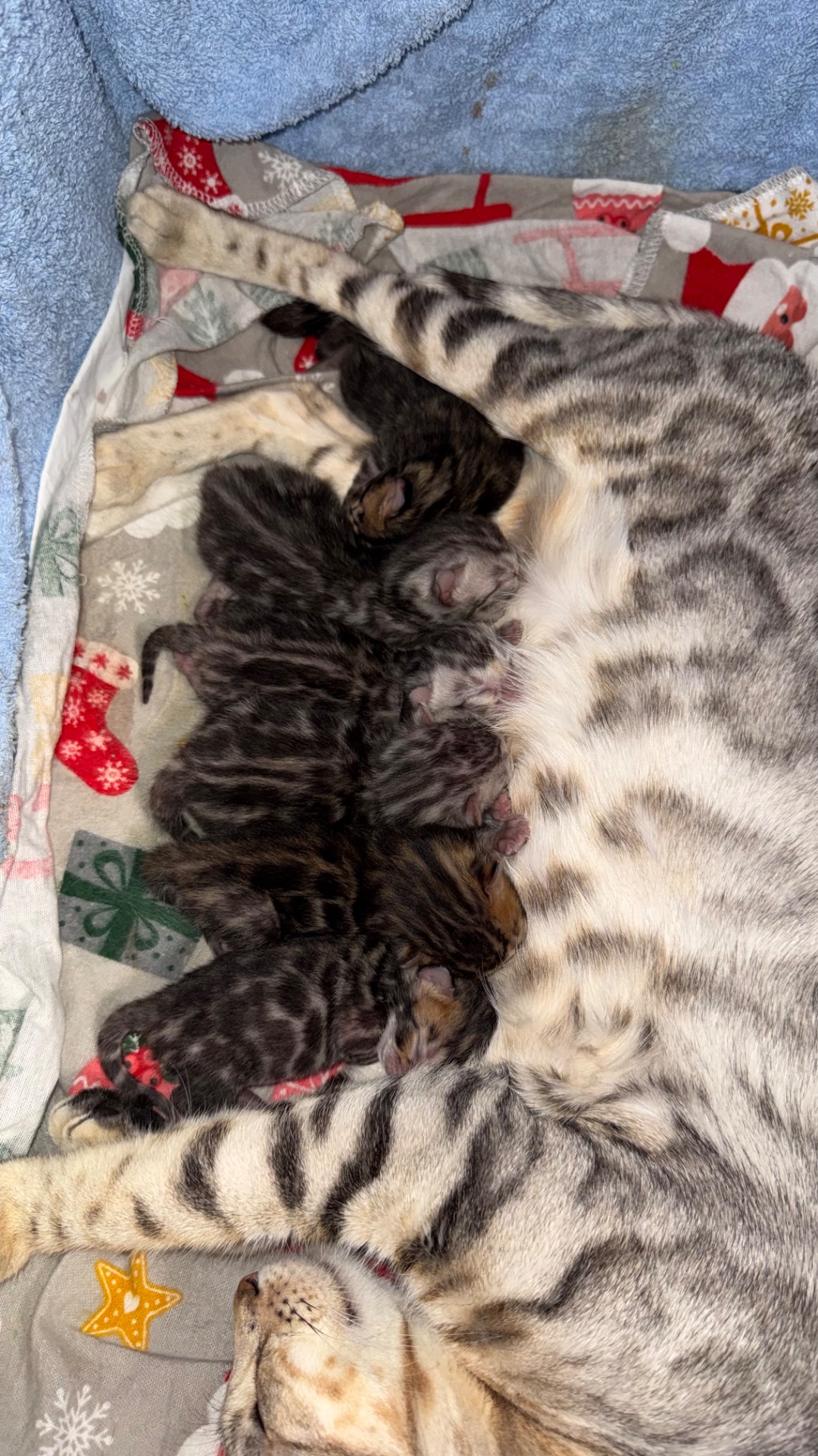 Кошенята Бенгалы