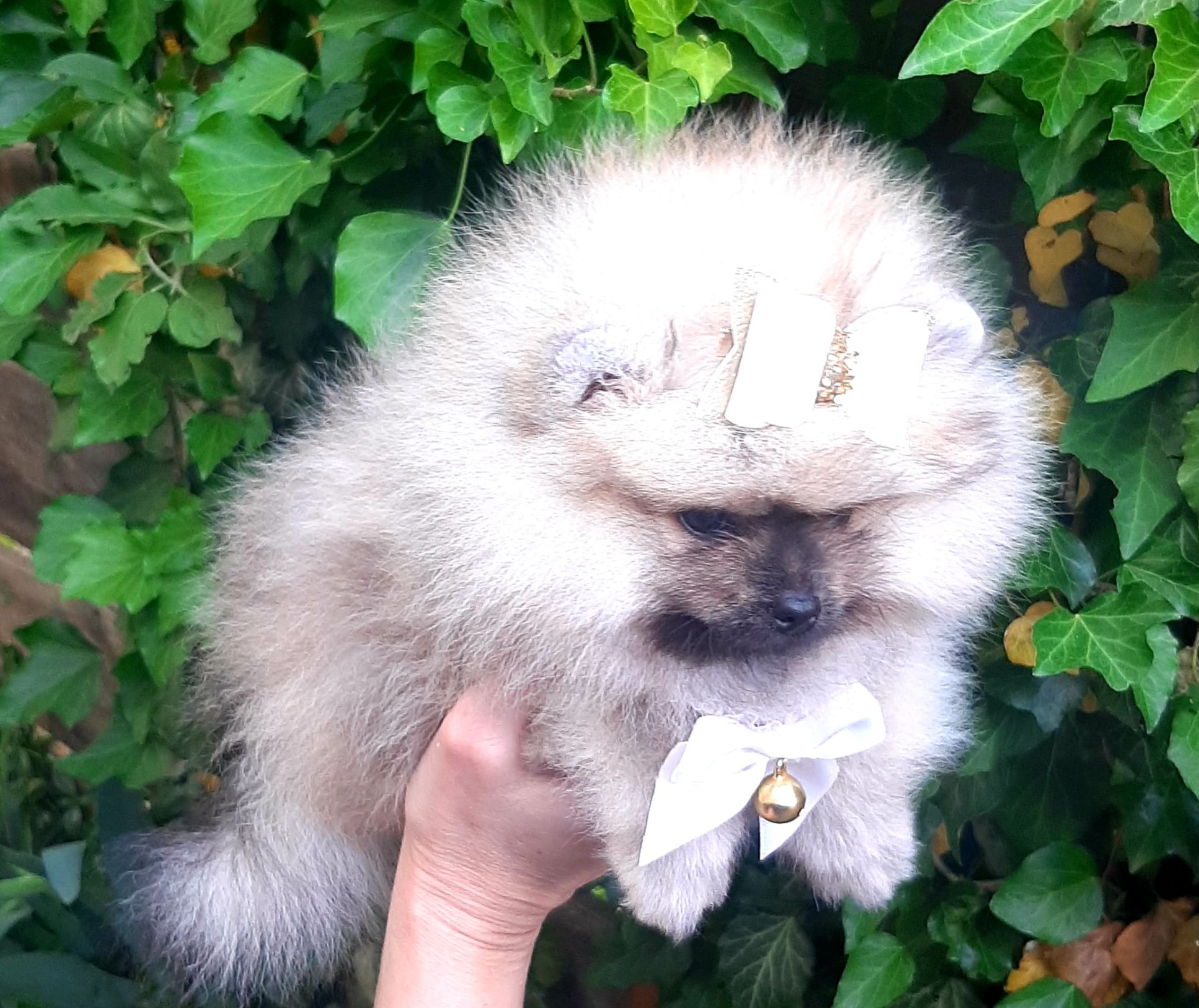 Чарiвна красуня! Baby face!