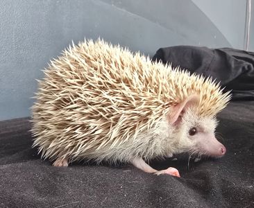 Африканский карликовый еж мальчик