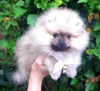 Чарiвна красуня! Baby face!