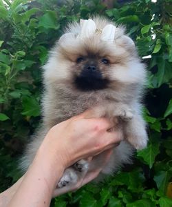 Чарiвна красуня! Baby face!