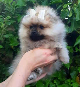 Чарiвна красуня! Baby face!