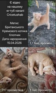 Щасливе СередньоПухнасте кошеня Кремового кольору