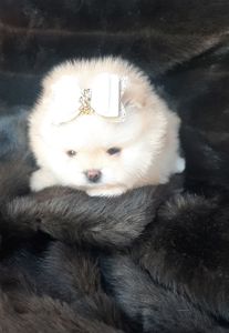 Лялькова мiнi красуня!
