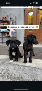 собачки від джек расила не чистокровні