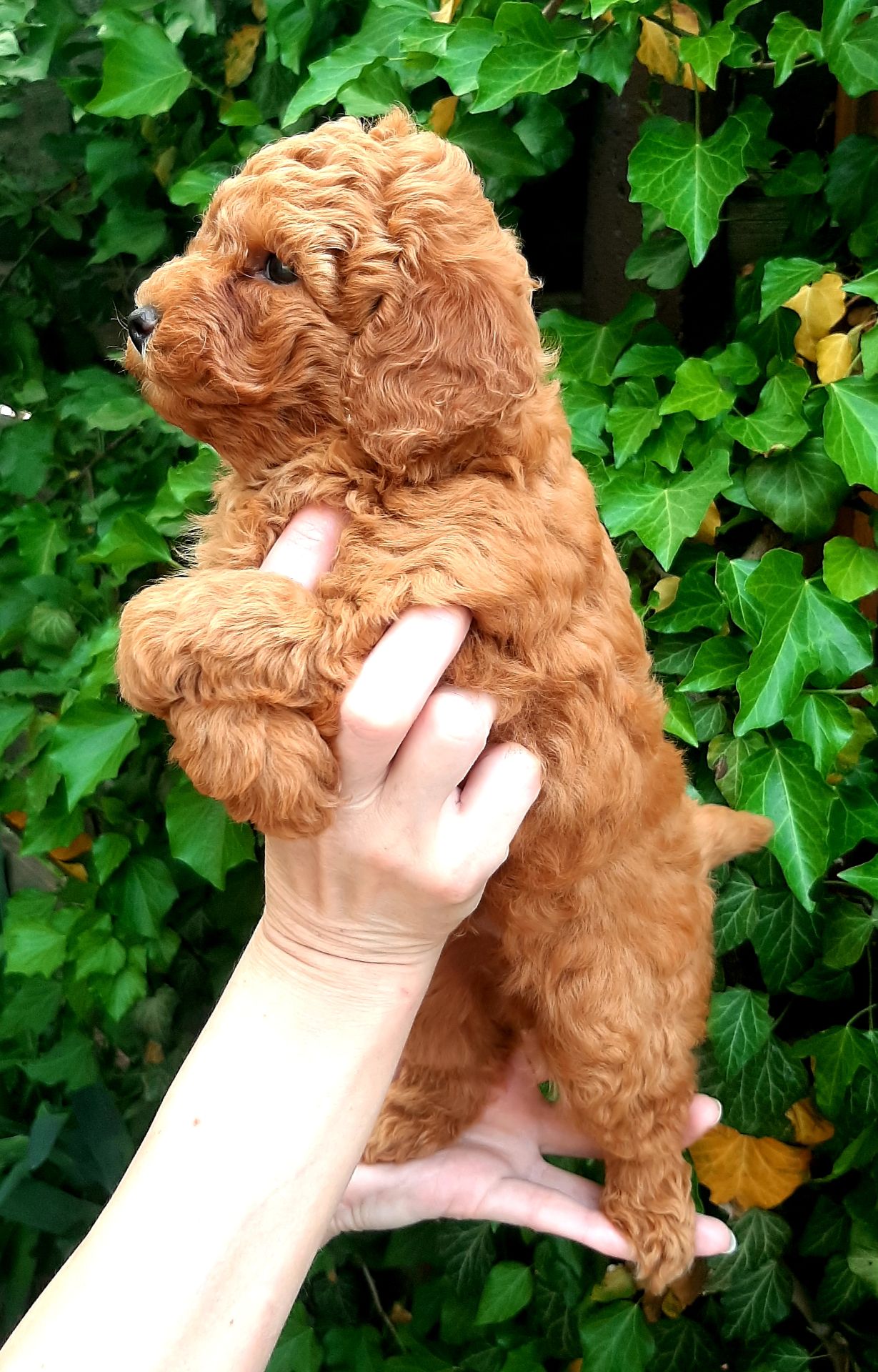 Ляльковий красунчик!