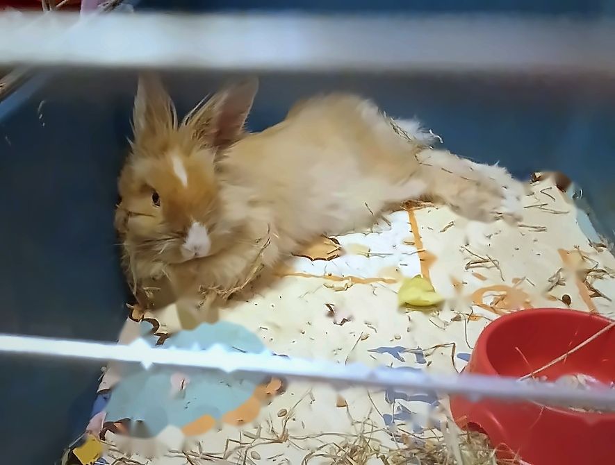 БЕЗКОШТОВНО!🐰 Віддам у хороші та відповідальні руки декоративного кролика 🏡