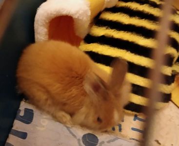 БЕЗКОШТОВНО!🐰 Віддам у хороші та відповідальні руки декоративного кролика 🏡