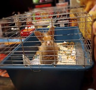 БЕЗКОШТОВНО!🐰 Віддам у хороші та відповідальні руки декоративного кролика 🏡