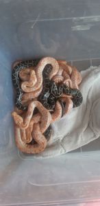 Продам малюків тигрового пітона