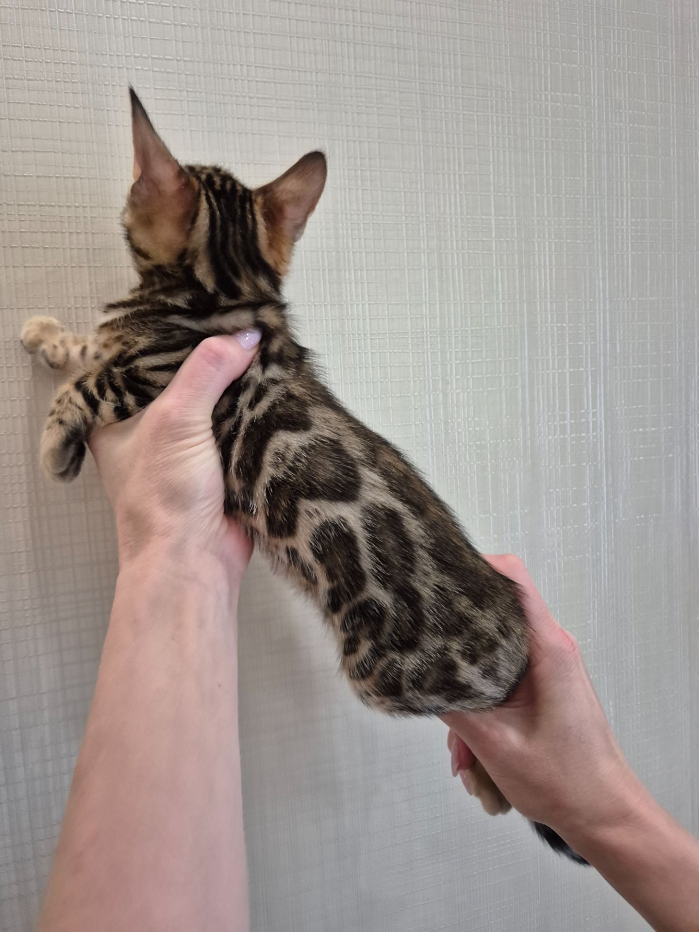 Бенгальські кошенята