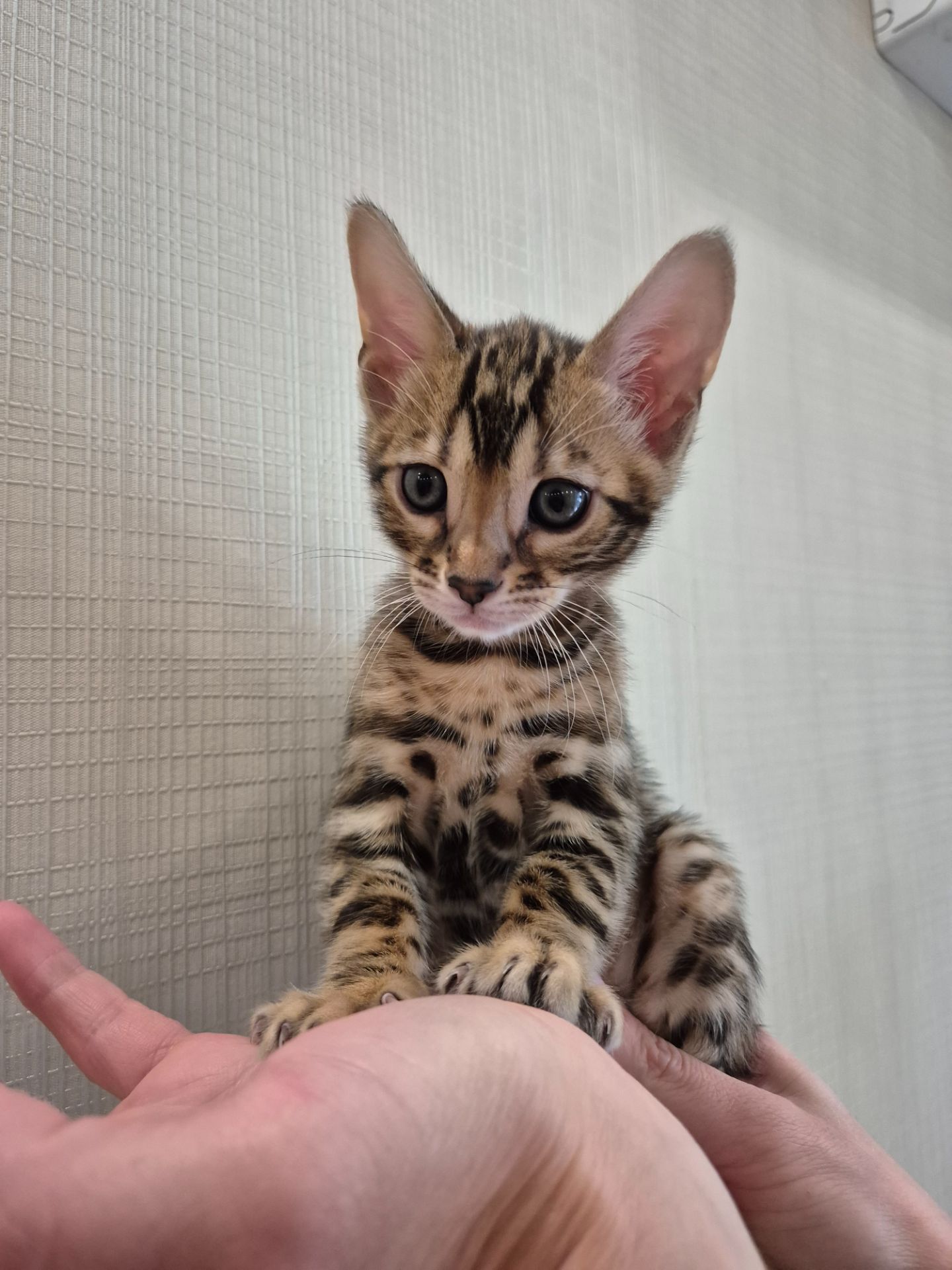Бенгальські кошенята