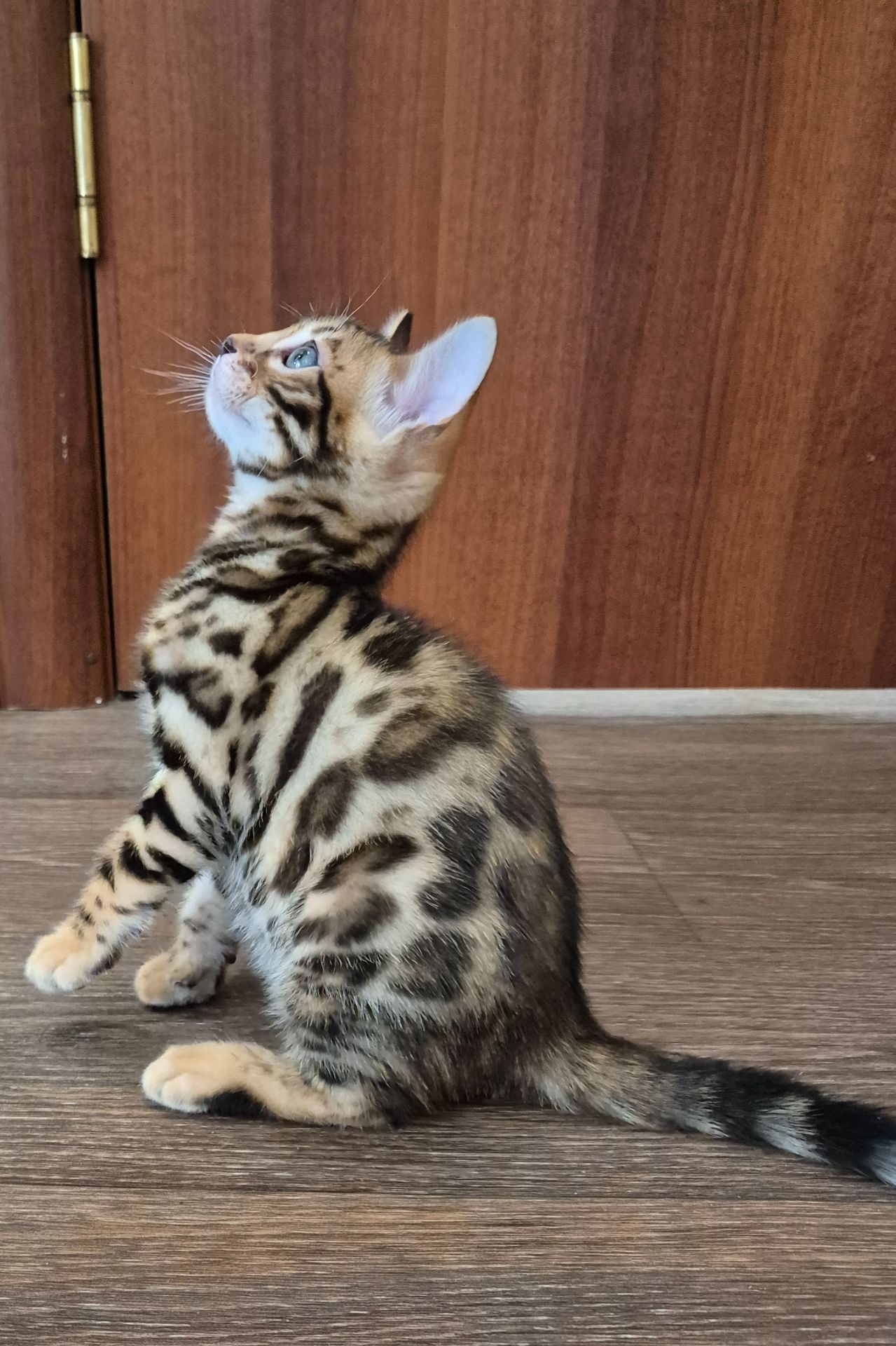 Бенгальські кошенята