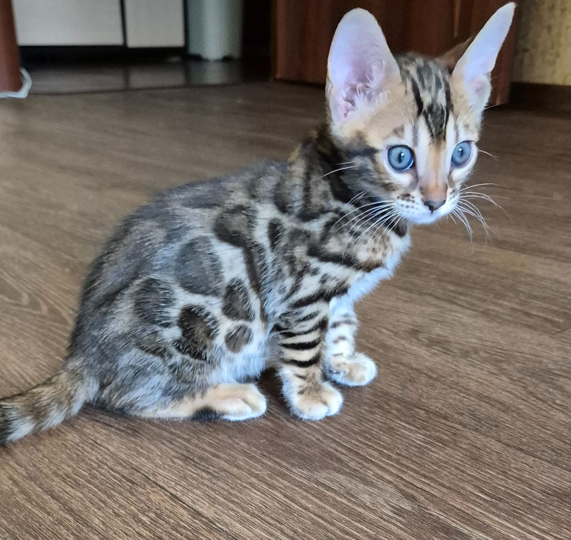 Бенгальські кошенята