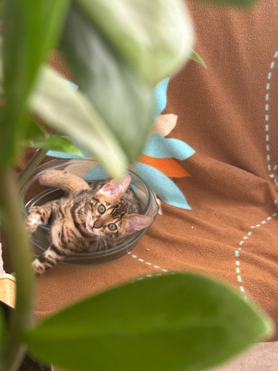 Бенгальські кошенята