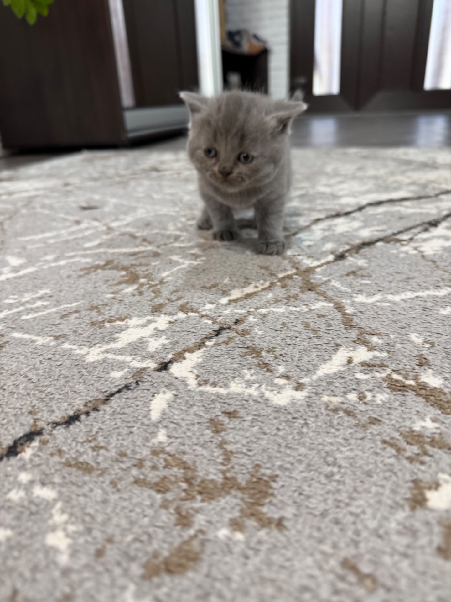 Британські кошенята