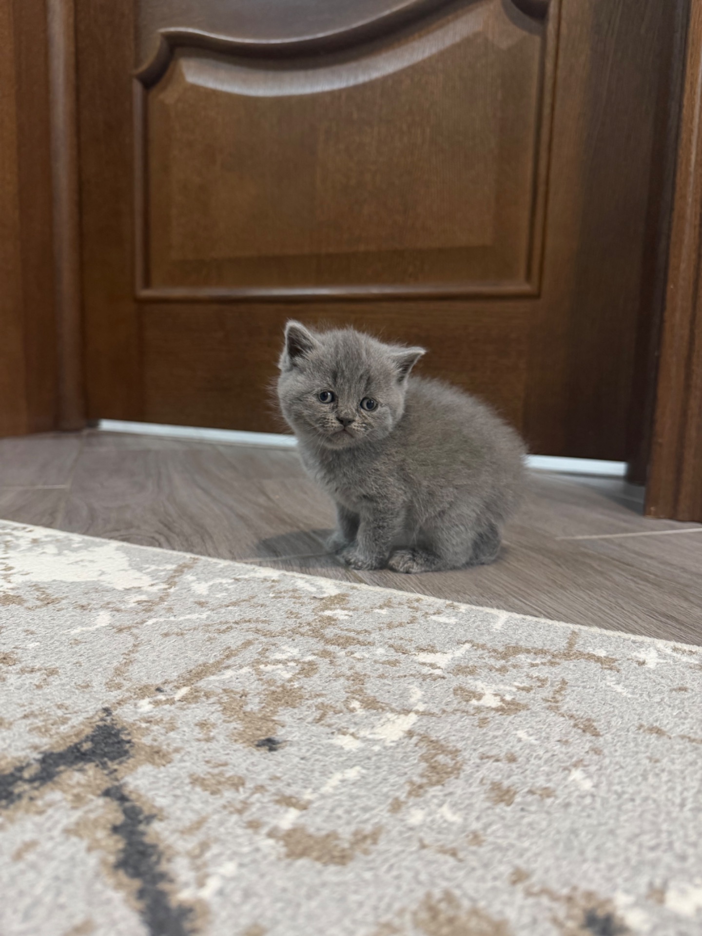 Британські кошенята
