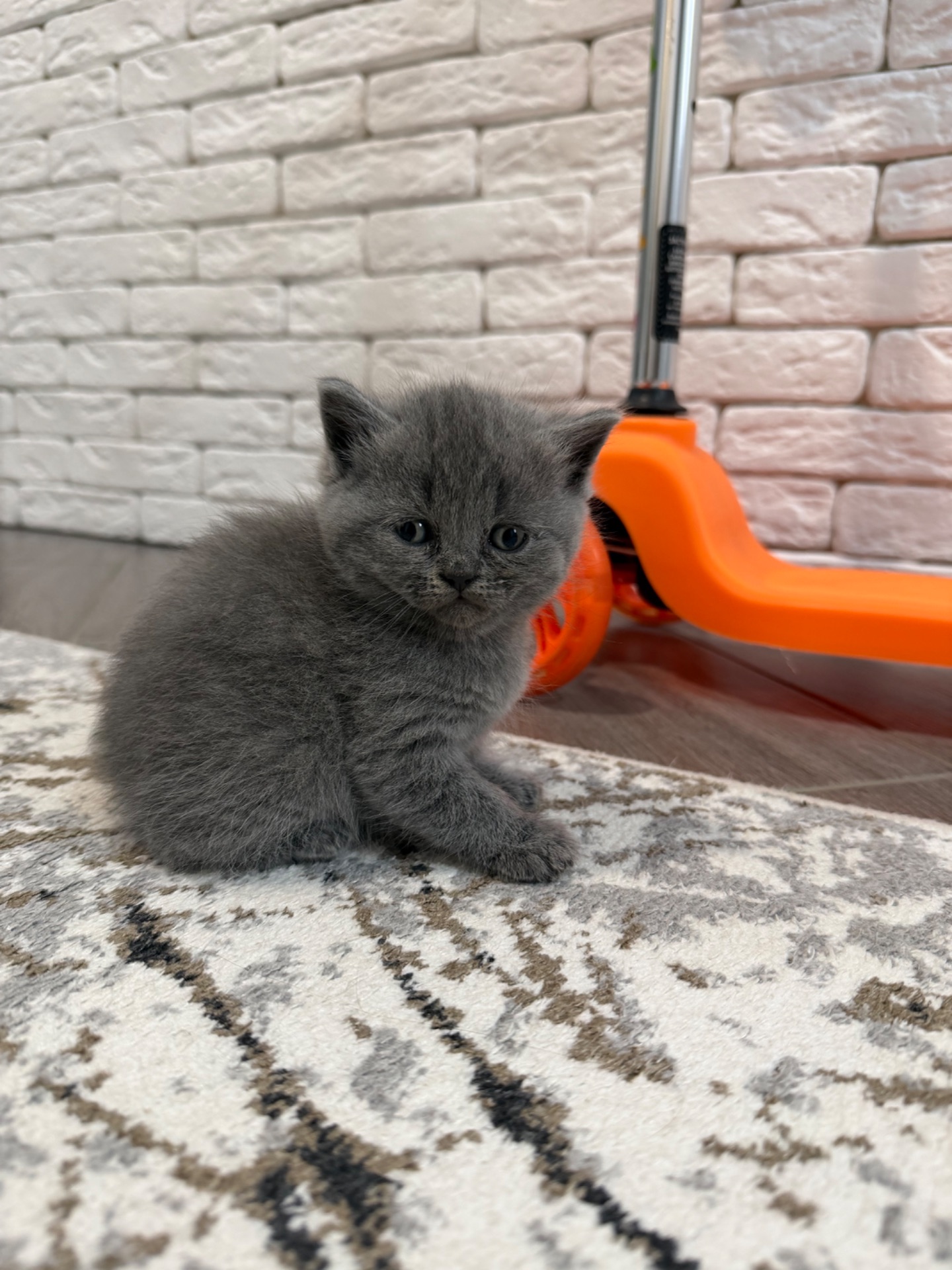 Британські кошенята